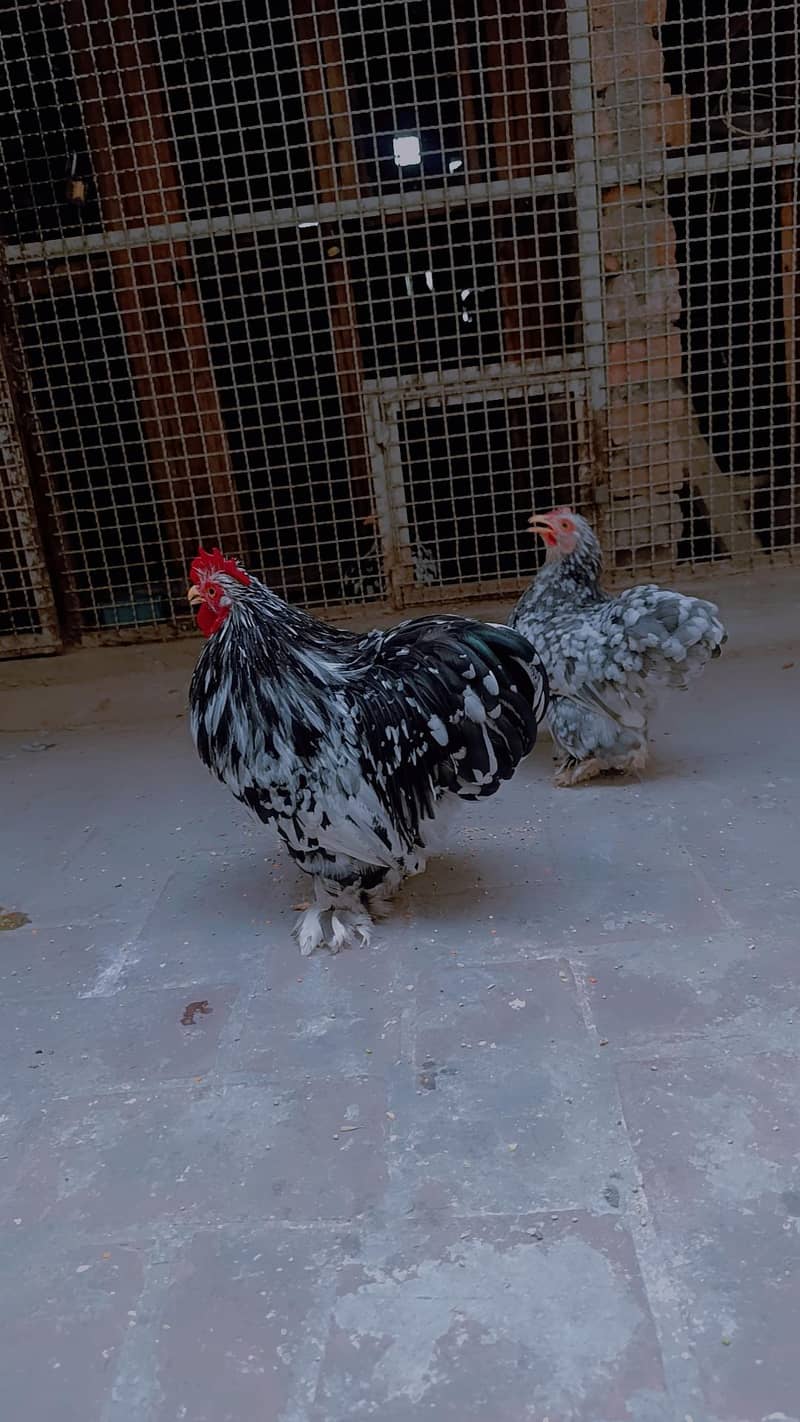egges 0