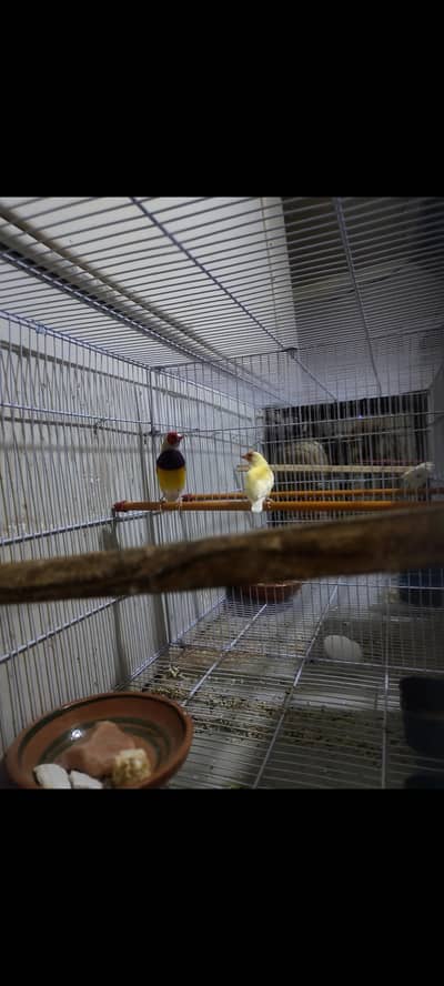 lutino gouldian finch