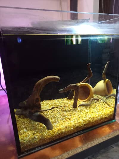 1ft aquarium with sump system