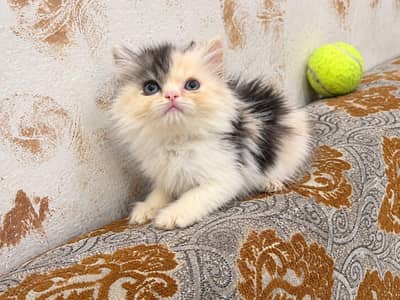 persion female kitten for sale