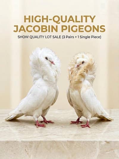 Top Quality Jacobin Pigeons Pair & Breeders - Fancy Jacobin Pigeons