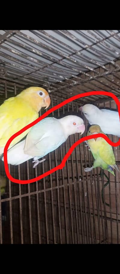 Albino red eyes 2 piece white pair best price