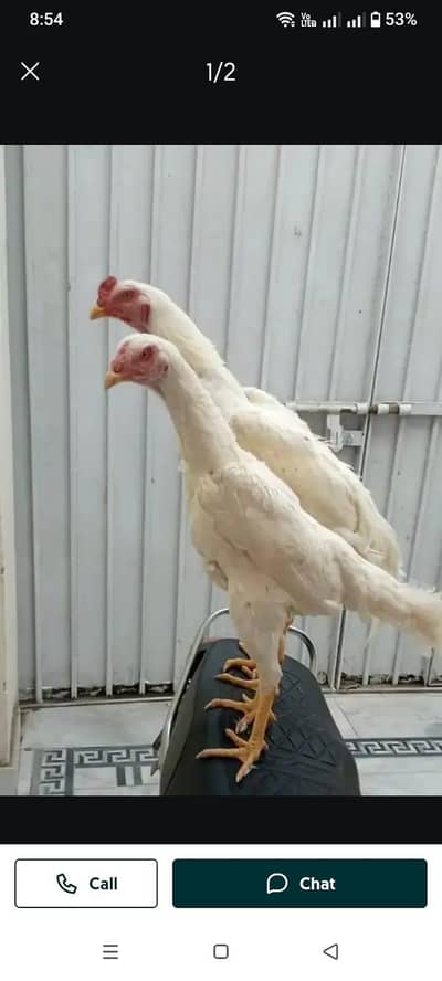Hira Shamu aseel pair for sale only WhatsApp number 03268750738