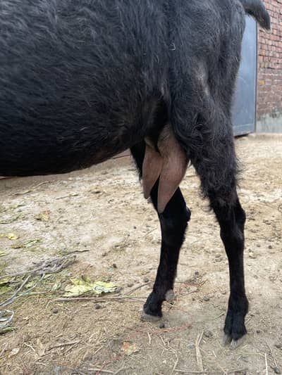 All goat for sale