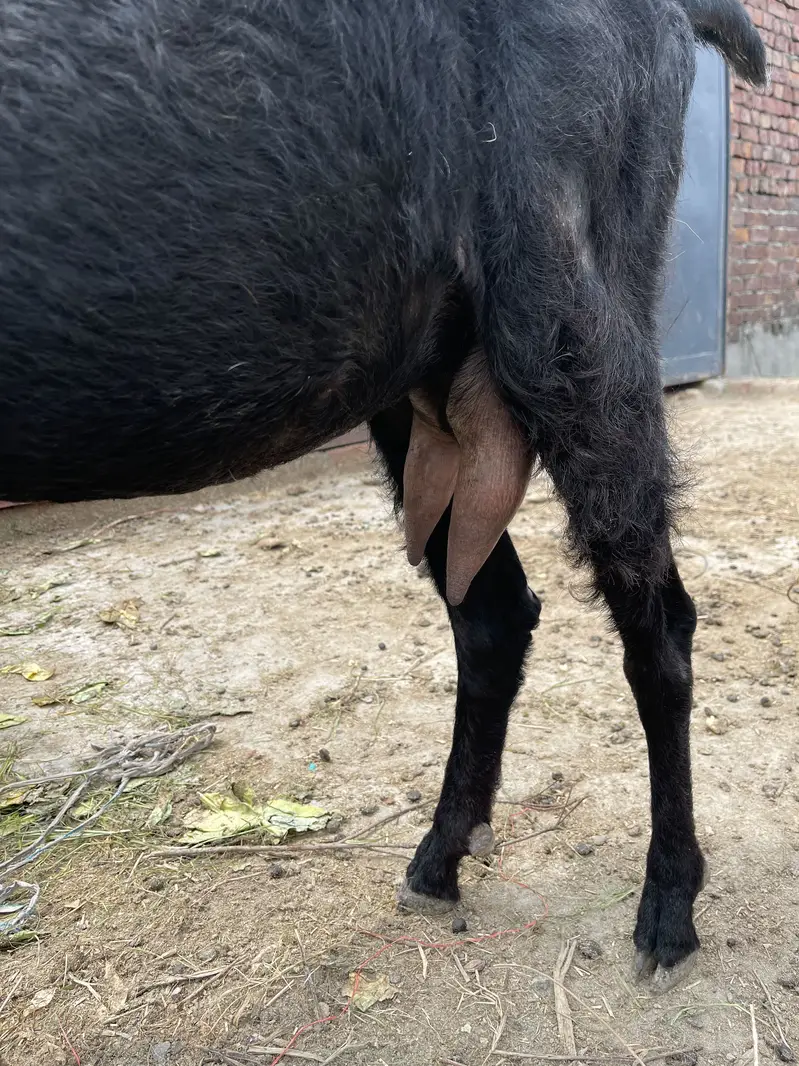 All goat for sale