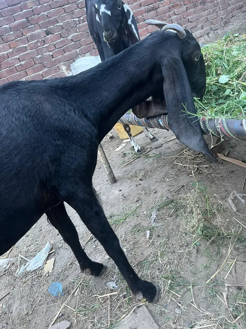 All goat for sale — photo 2