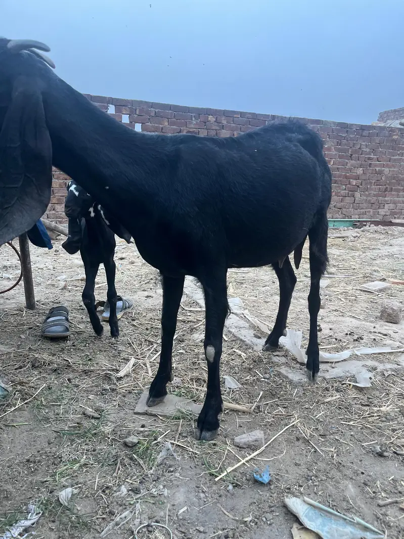 All goat for sale — photo 3