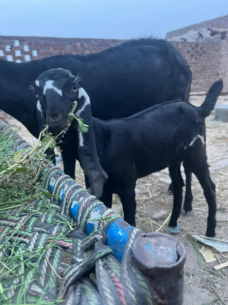 All goat for sale — photo 4