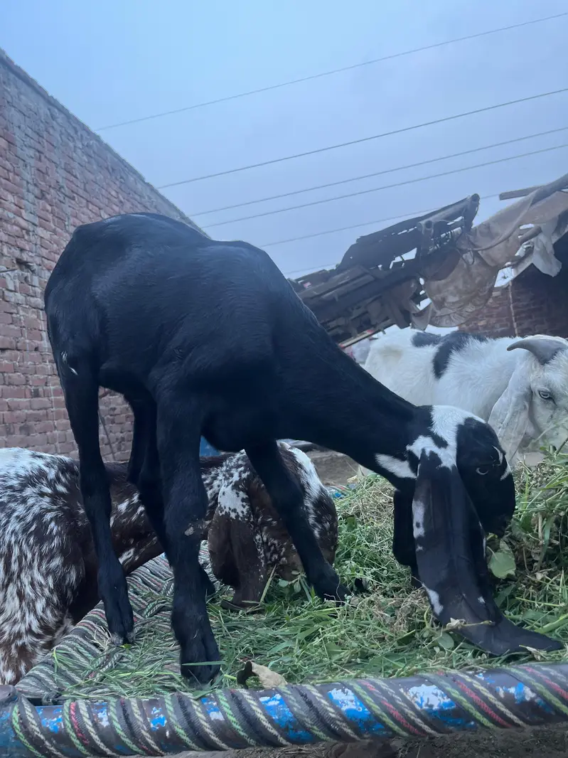All goat for sale — photo 5