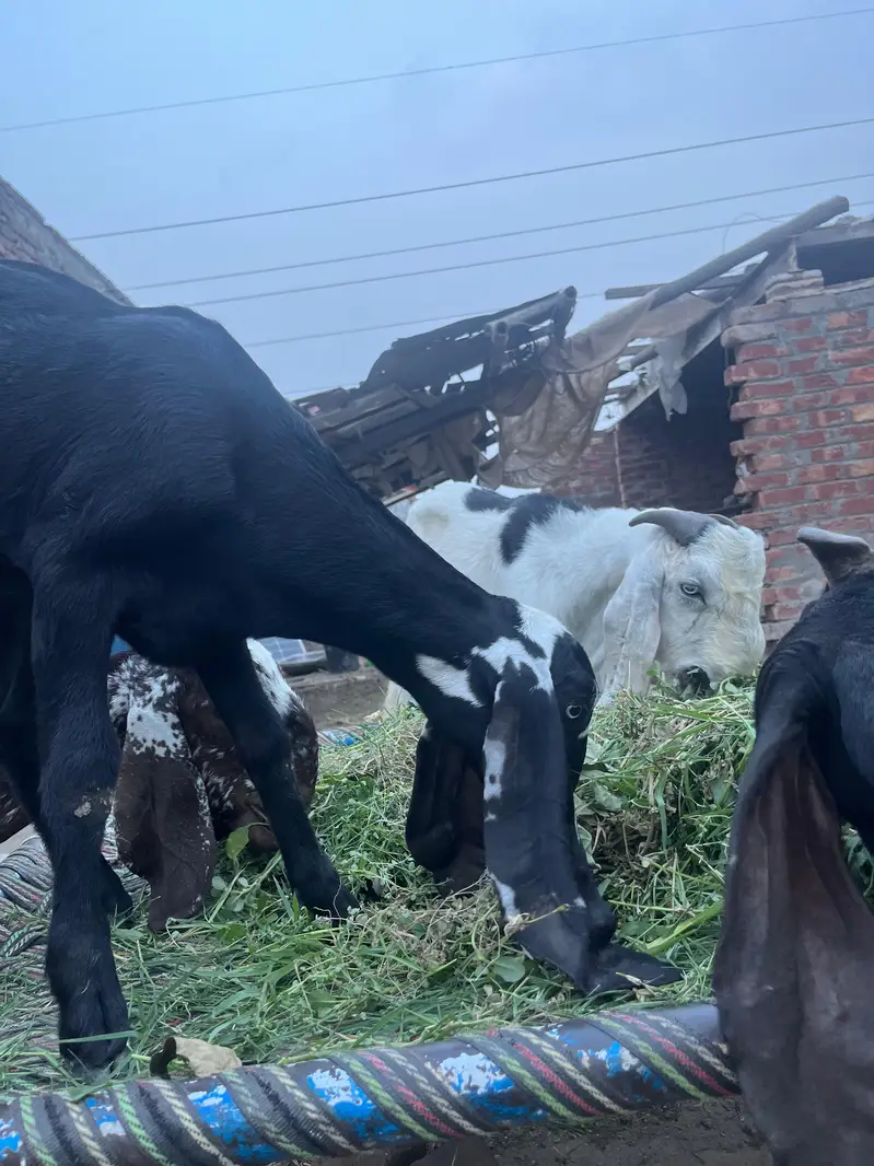 All goat for sale — photo 7
