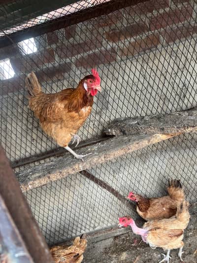 Golden Misri Egg laying hens