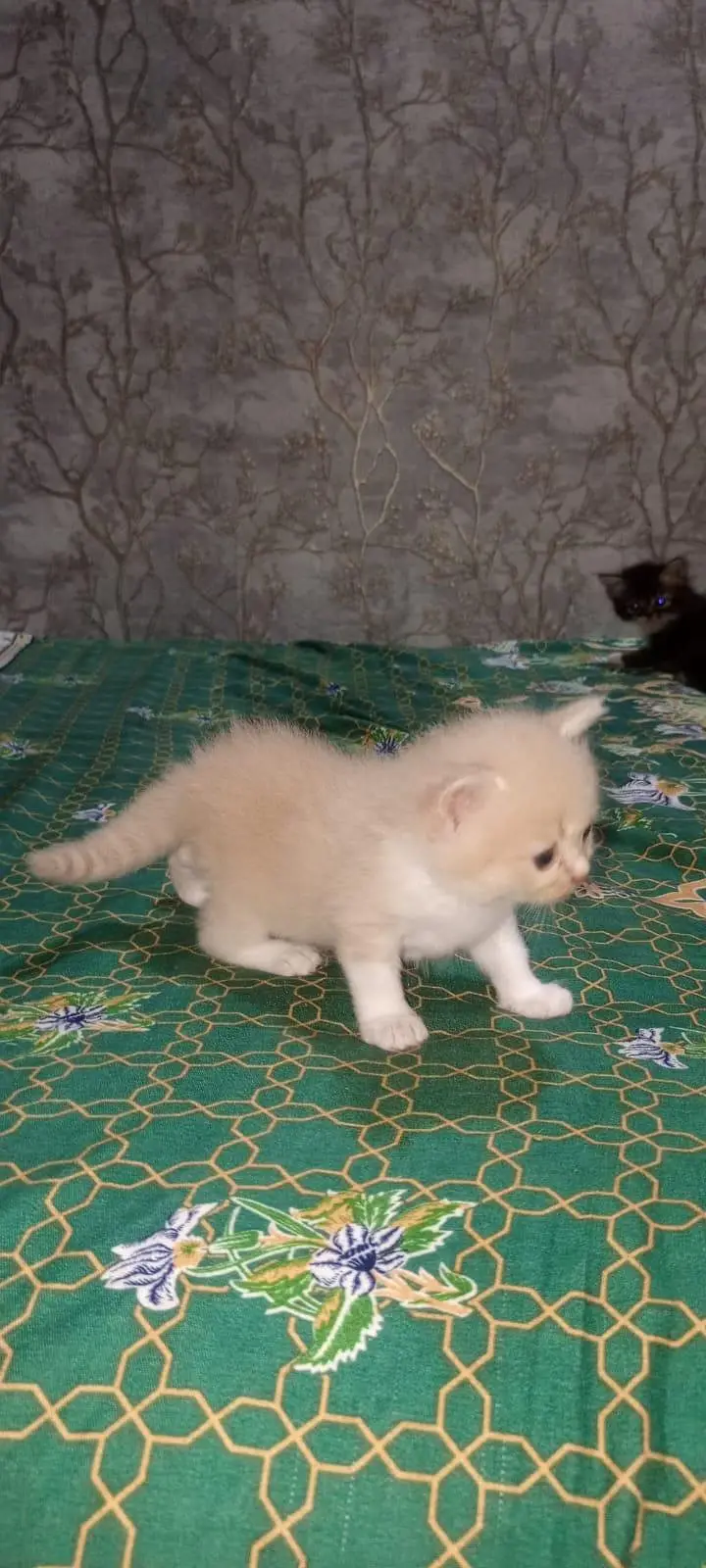 Persian cat — photo 3