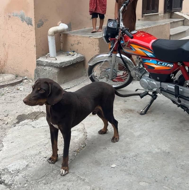 pointer dog 0