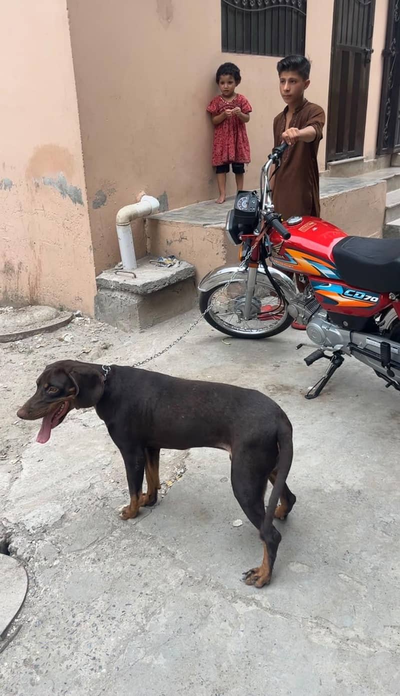 pointer dog 1