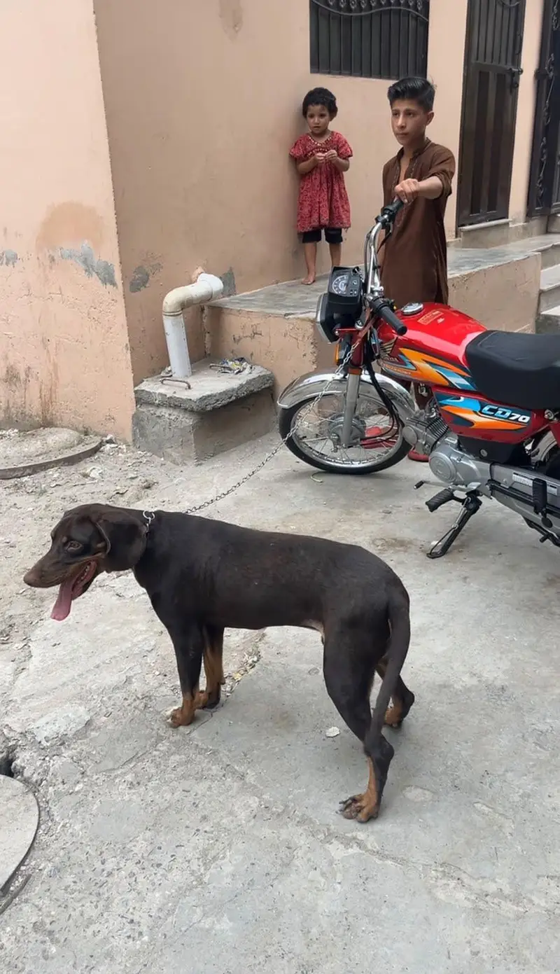 pointer dog — photo 2
