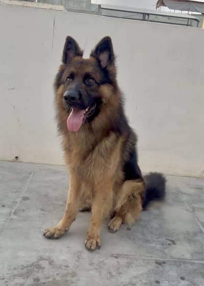 German Shepherd Long Coat Male Available for Adoption 