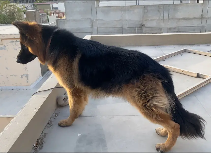 German Shepherd Long Coat Male Available for Adoption  — photo 2