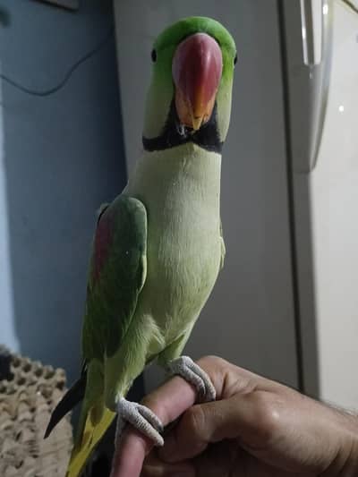 Parrot