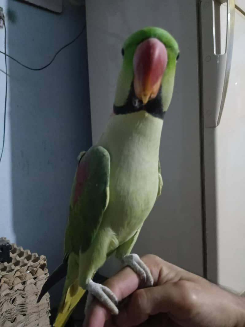 Parrot 1