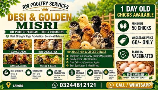 Golden Misri chicks
