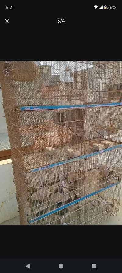cage 8 portion best for budgies lovebird cocktail finches and jawa
