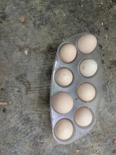 Desi egg