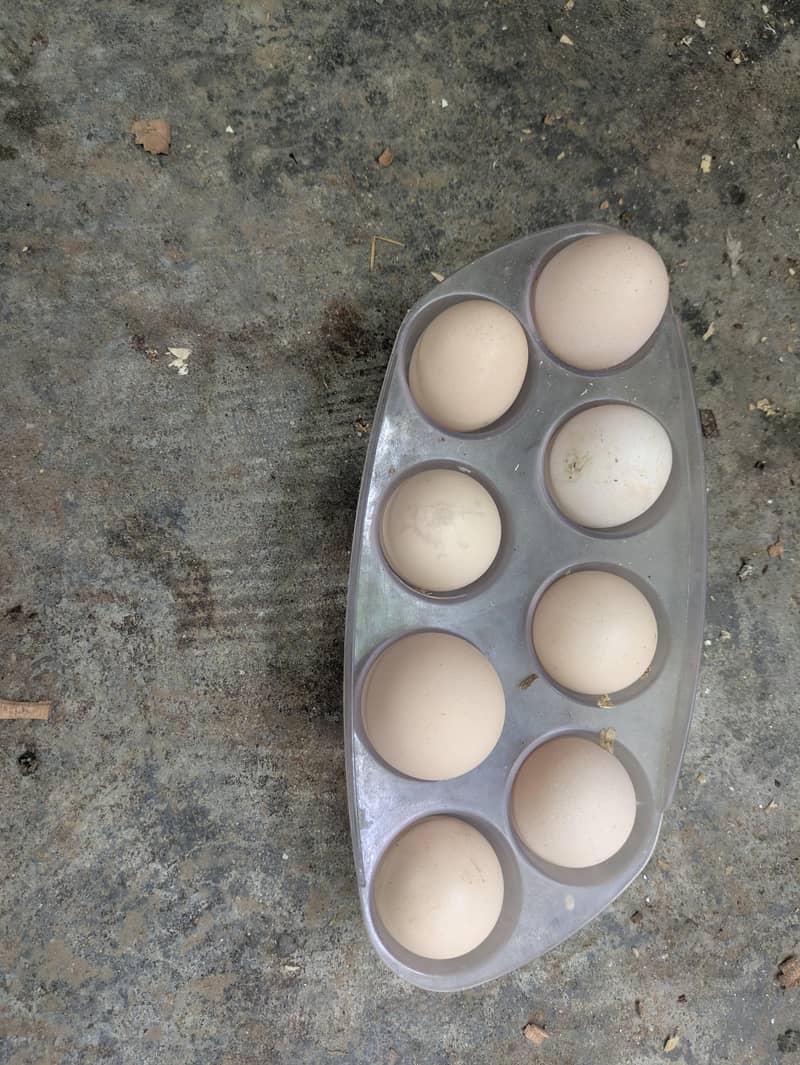Desi egg 0