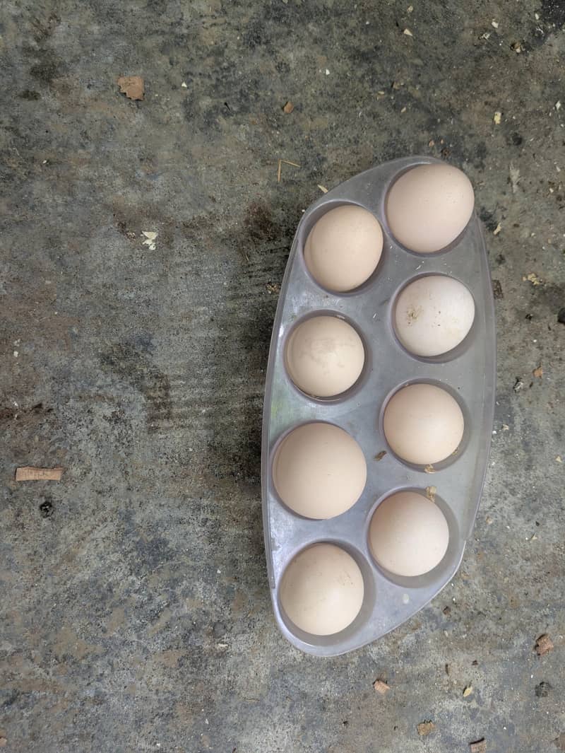 Desi egg 1