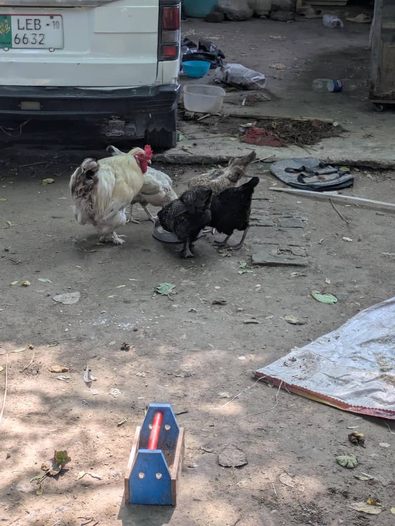 Desi egg 2