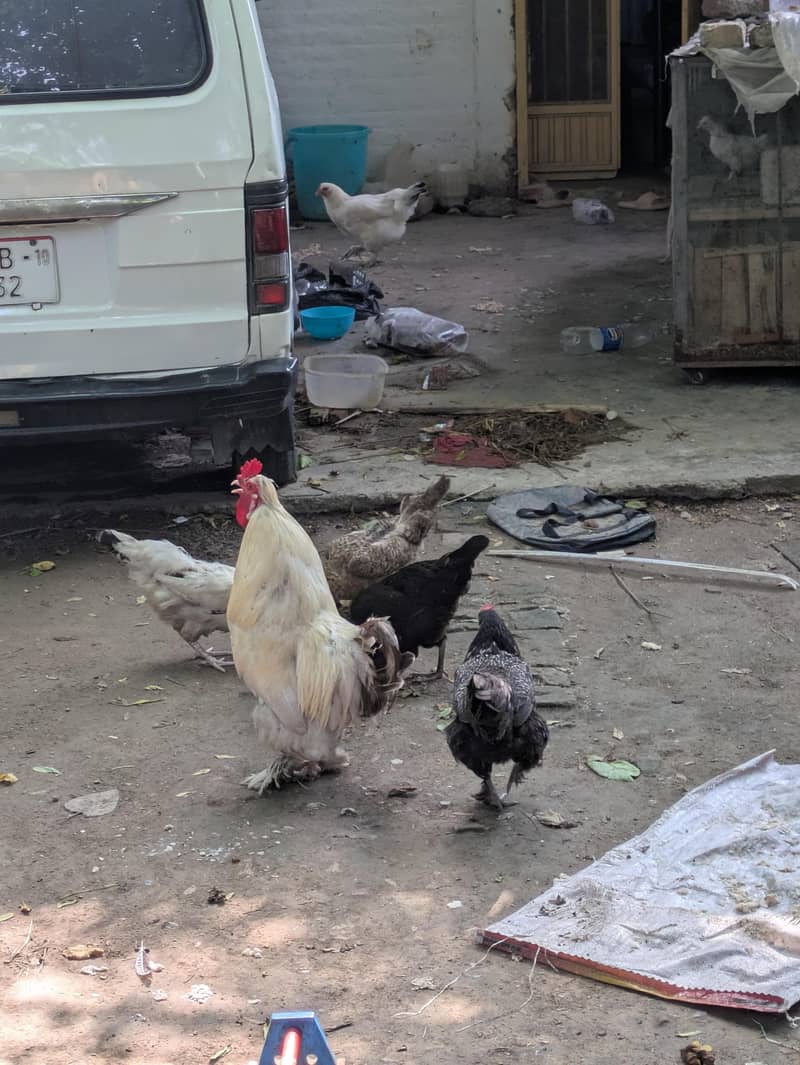 Desi egg 3