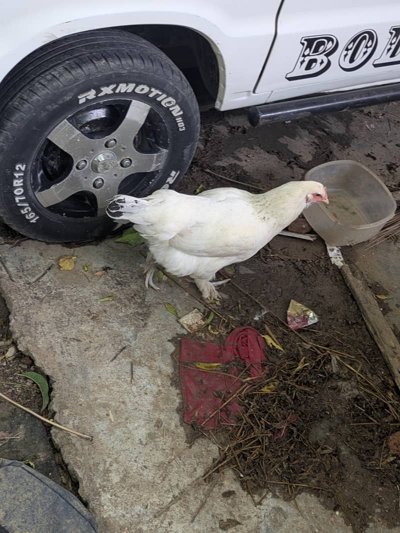 Desi egg 4