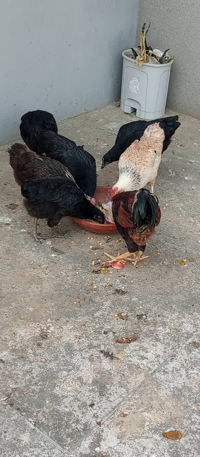 Dasi hens ava for sale