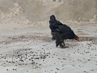 black colour hen