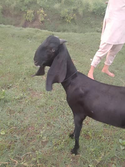 betal bakri 2dant me