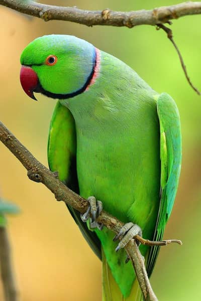parrot for sale
