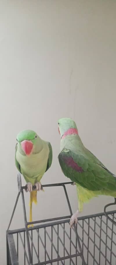Pair of Raw Parrots is up for sale