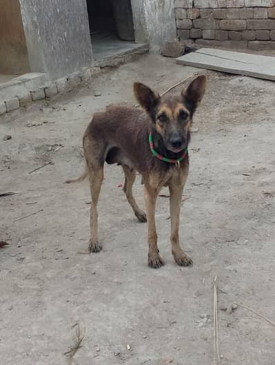 German Shepherd Female – Healthy & Active – Beautiful Breed