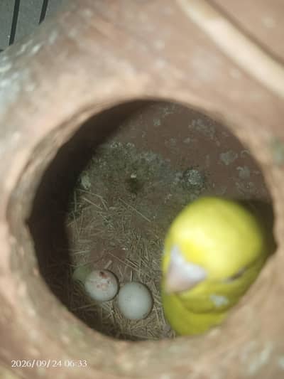 Budgie parrot breeder pair