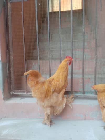breeder trio for sale