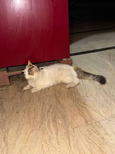 Cat for sale
