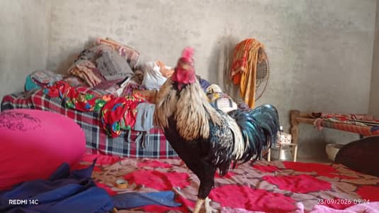 jawa aseel murga