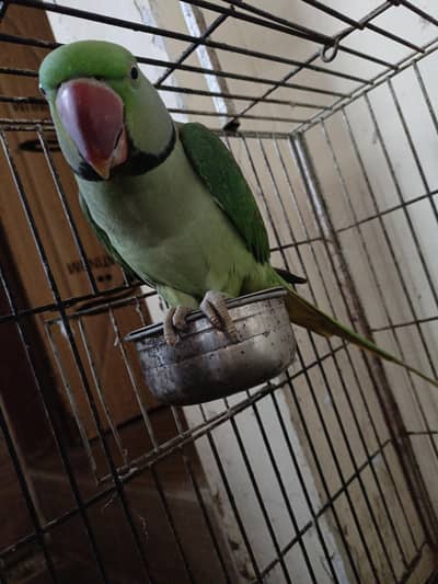 nilll
