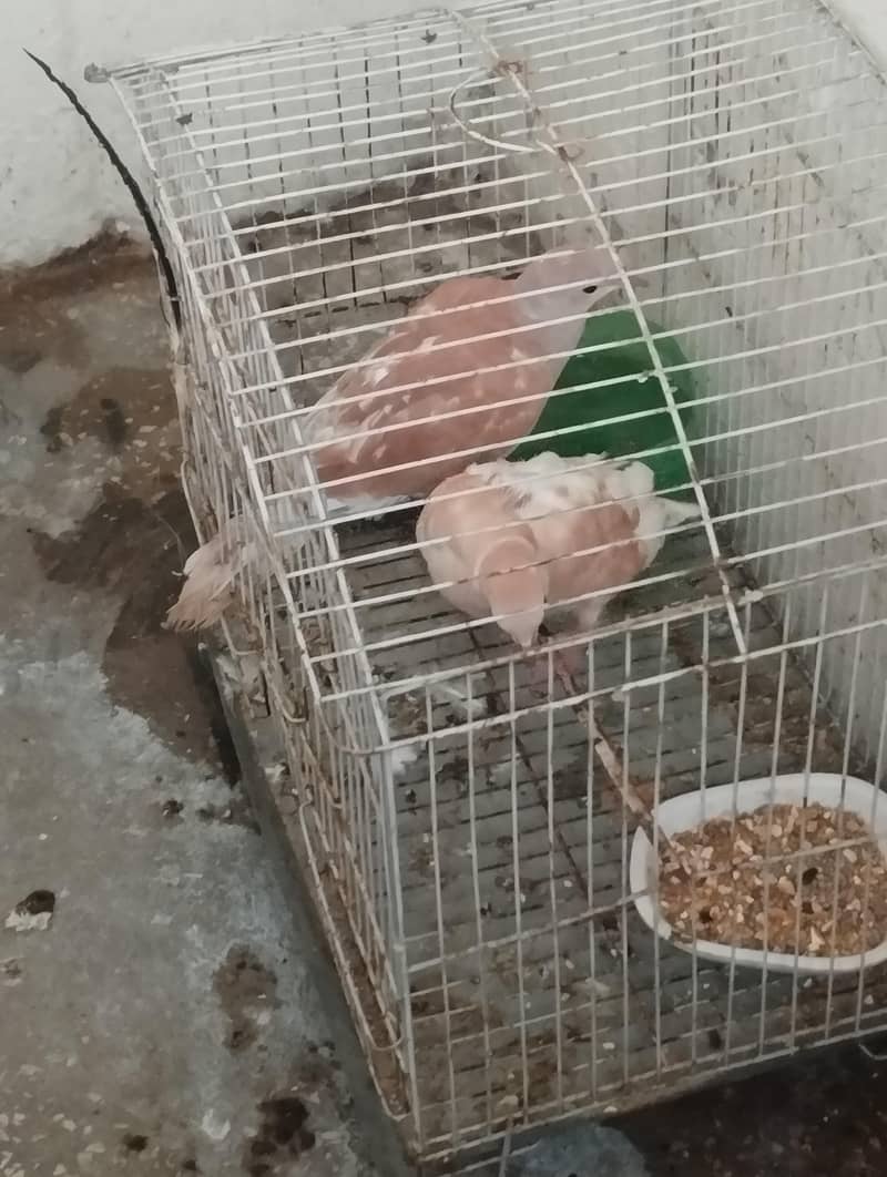 dove pair 1