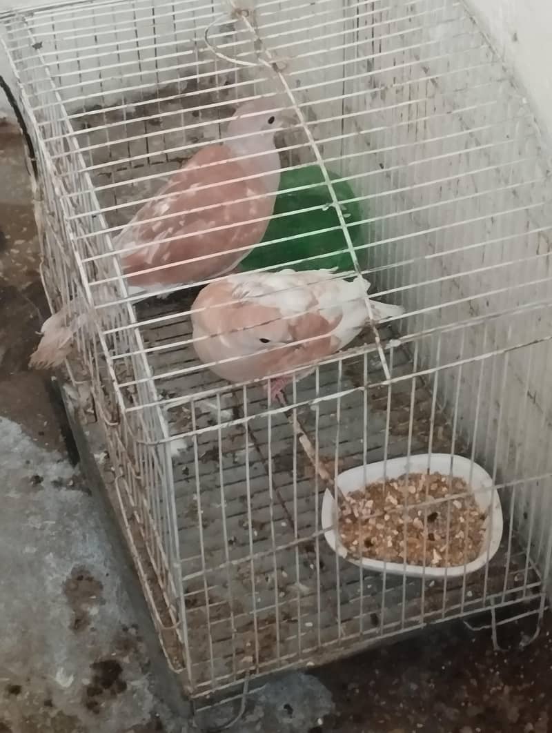 dove pair 2