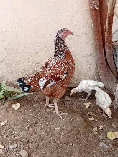 Asil Breeder Hen for Sale
