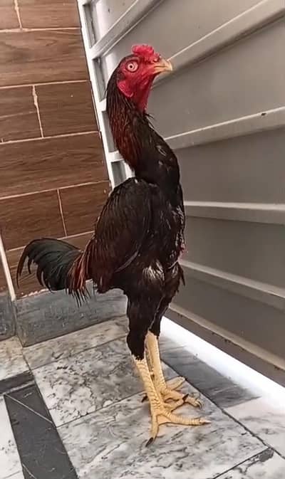Turkish Hint patha for sale extra long height