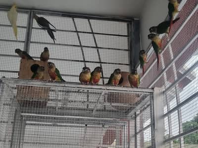Green Cheek Conure yellowsided