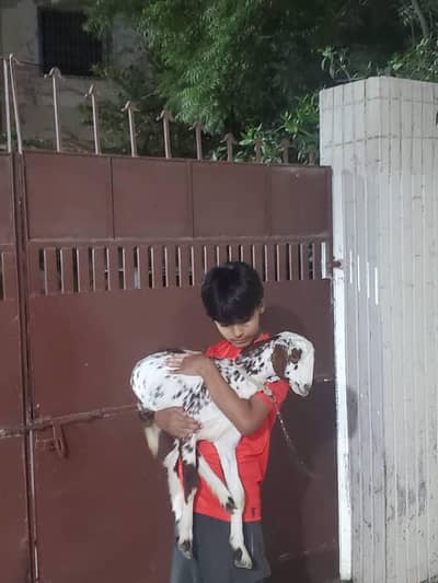 Goat Kid For Sell