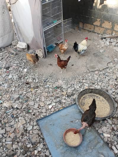 ande wali misri morgi sale Karne he starter fresh hen ,