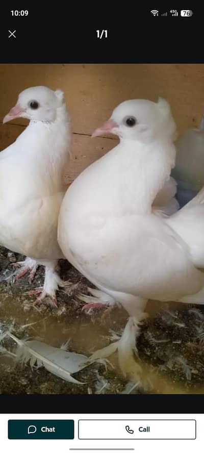 acha quality k luky pigeon urgent sale
